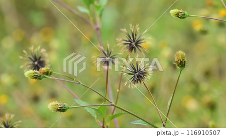 センダングサ/ひっつき虫(genus Bidens) センダングサ/ひっつき虫(genus Bidens) 116910507