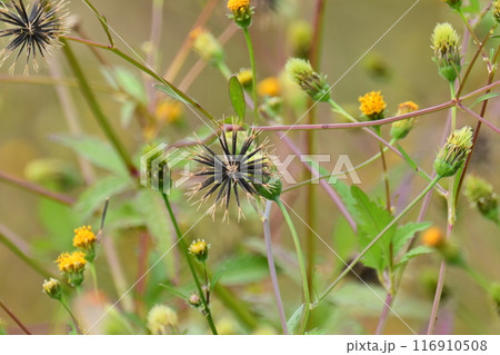 センダングサ/ひっつき虫(genus Bidens) センダングサ/ひっつき虫(genus Bidens) 116910508