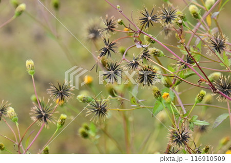センダングサ/ひっつき虫(genus Bidens) センダングサ/ひっつき虫(genus Bidens) 116910509
