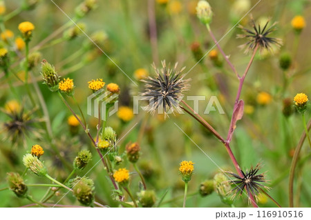 センダングサ/ひっつき虫(genus Bidens) センダングサ/ひっつき虫(genus Bidens) 116910516