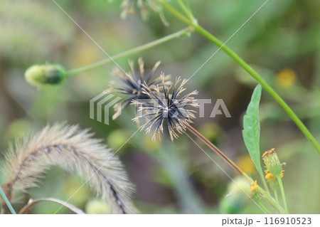 センダングサ/ひっつき虫(genus Bidens) センダングサ/ひっつき虫(genus Bidens) 116910523