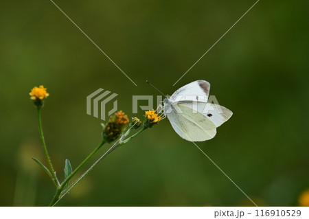 センダングサ/ひっつき虫(genus Bidens) センダングサ/ひっつき虫(genus Bidens) 116910529