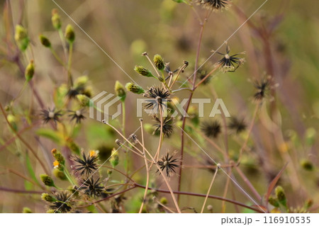 センダングサ／ひっつき虫(genus Bidens) 116910535