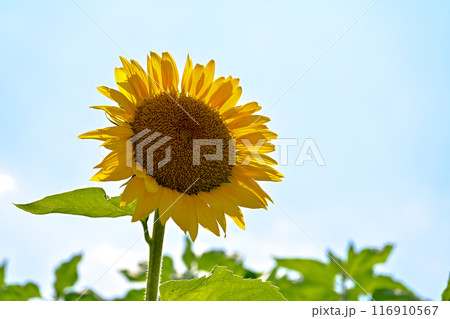 夏のヒマワリ 116910567