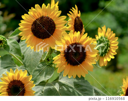 ヒマワリ 116910568