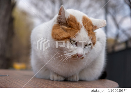 Chubby cat sitting on the table, Seoul Forest in South Korea 116910674