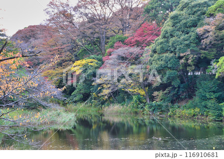 皇居　乾通り　紅葉が美しい秋の道灌濠（東京都千代田区） 116910681