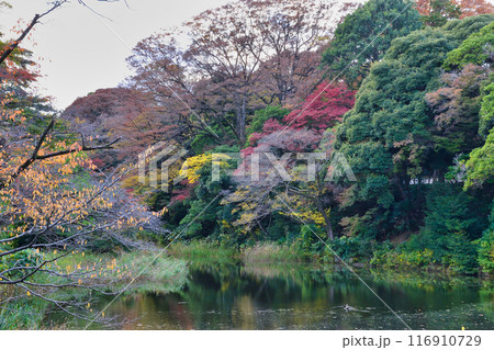 皇居 乾通り 紅葉が美しい秋の道灌濠(東京都千代田区) 皇居 乾通り 紅葉が美しい秋の道灌濠(東京都千代田区) 116910729