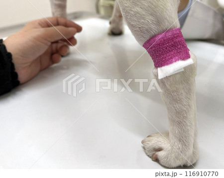 犬の注射跡 犬の注射跡 116910770
