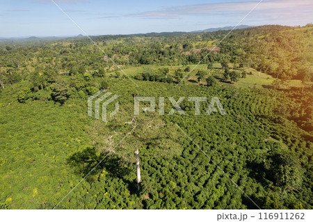 Green meadow landscape in central america 116911262