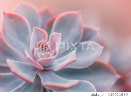 Close-Up of a Pink and Blue Succulent Close-Up of a Pink and Blue Succulent 116911989