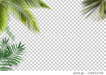 Palm leaf on transparent background Palm leaf on transparent background 116912338