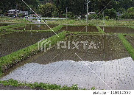 田植えを終えた水田 田植えを終えた水田 116912559