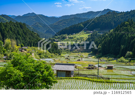 新城市にある植えたばかりの四谷の千枚田(愛知県) 116912565