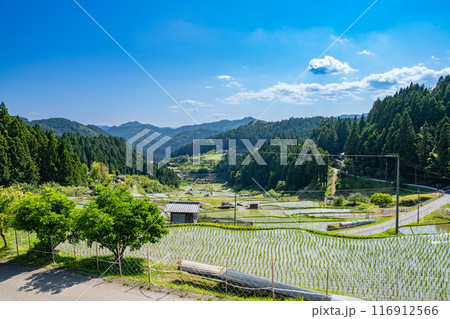 新城市にある植えたばかりの四谷の千枚田(愛知県) 新城市にある植えたばかりの四谷の千枚田(愛知県) 116912566