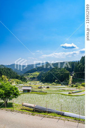 新城市にある植えたばかりの四谷の千枚田(愛知県) 116912569
