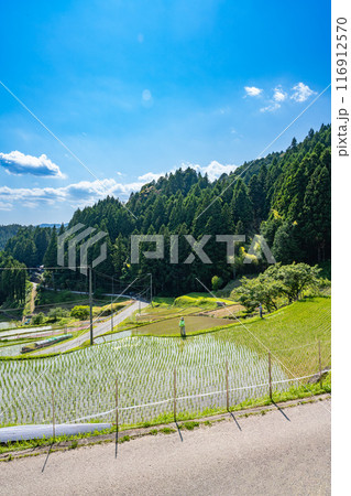 新城市にある植えたばかりの四谷の千枚田(愛知県) 新城市にある植えたばかりの四谷の千枚田(愛知県) 116912570
