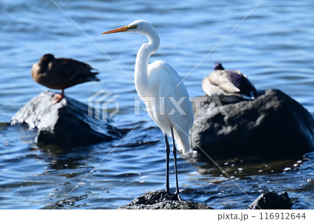 シラサギ(Egret) 116912644