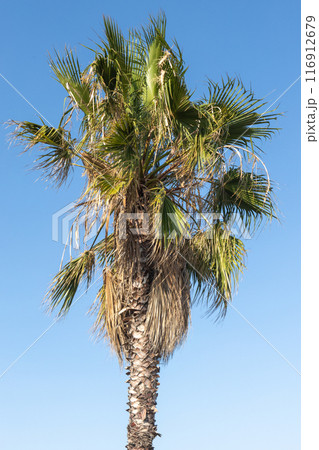 Tall Palm Tree Against Clear Blue Sky 116912679
