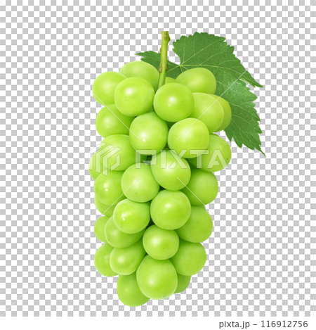 Shine Muscat illustration realistic Shine Muscat illustration realistic 116912756