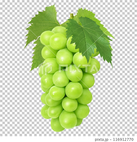 閃耀馬斯喀特插畫現實 閃耀馬斯喀特插畫現實 116912770