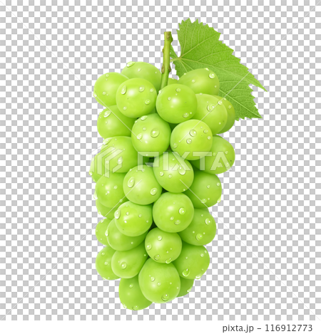 シャインマスカットのイラスト リアル 116912773