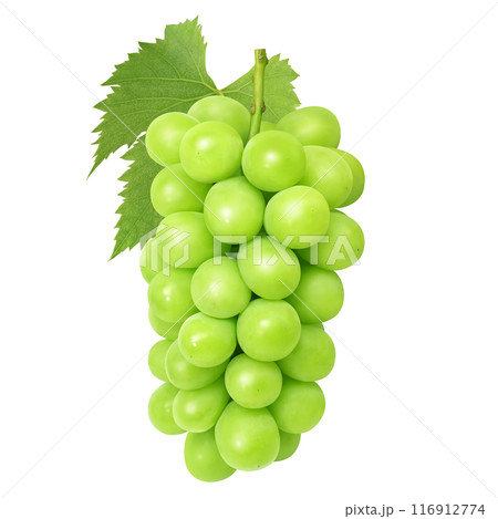 シャインマスカットのイラスト リアル 116912774