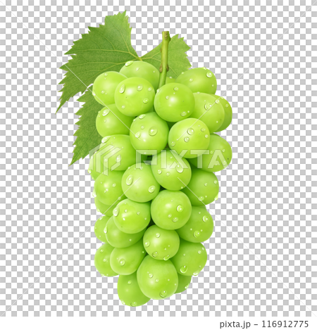 Shine Muscat illustration realistic Shine Muscat illustration realistic 116912775