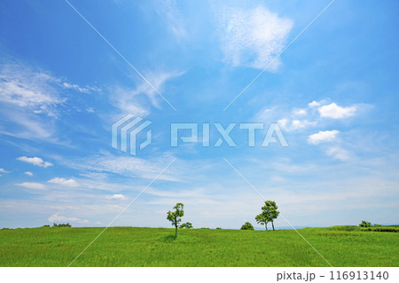 夏の青空と草原 116913140