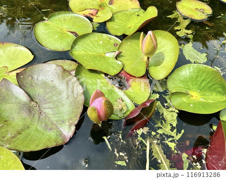 Water lily in a pond with green leaves and red flowers. 116913286