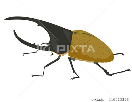 ヘラクレスオオカブト ヘラクレスオオカブト 116913398