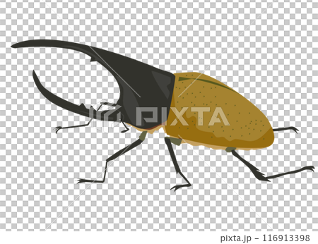 ヘラクレスオオカブト ヘラクレスオオカブト 116913398