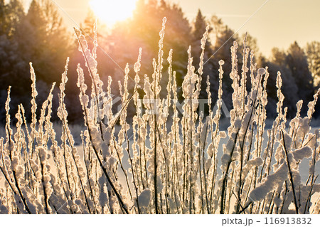 Graphical snow covered bush in backlight on winter day. Graphical snow covered bush in backlight on winter day. 116913832