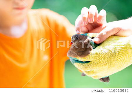 Animal rescue. Volunteer helping injured bird 116913952