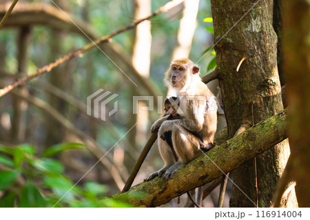 Monkey with newborn baby. Macaque in jungle. 116914004