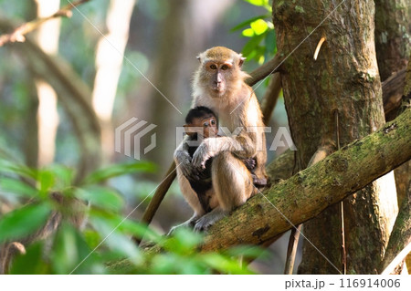 Monkey with newborn baby. Macaque in jungle. 116914006