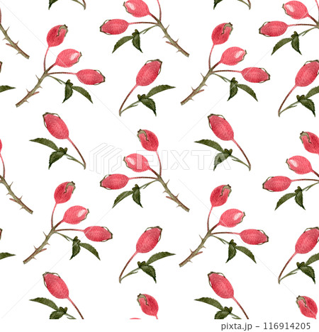 Rose-hip twigs seamless watercolor pattern isolated on white. Hand drawn high quality art with wild edible forest plant in simple flat style for textile, wrapping paper, wallpaper and food packages Rose-hip twigs seamless watercolor pattern isolated on white. Hand drawn high quality art with wild edible forest plant in simple flat style for textile, wrapping paper, wallpaper and food packages 116914205
