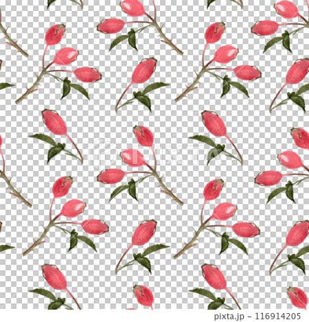 Rose-hip twigs seamless watercolor pattern isolated on white. Hand drawn high quality art with wild edible forest plant in simple flat style for textile, wrapping paper, wallpaper and food packages Rose-hip twigs seamless watercolor pattern isolated on white. Hand drawn high quality art with wild edible forest plant in simple flat style for textile, wrapping paper, wallpaper and food packages 116914205