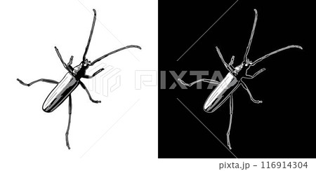Crawling musk beetle with antennae. Top view. Single isolated black adn white illustration. Image tracing, cleaned and simplified image. Realistic style. Not AI. Crawling musk beetle with antennae. Top view. Single isolated black adn white illustration. Image tracing, cleaned and simplified image. Realistic style. Not AI. 116914304