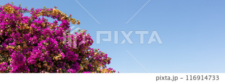 Pink Bougainvillea Against Clear Blue Sky, Copy space 116914733