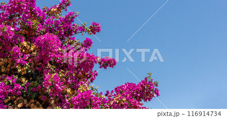 Pink Bougainvillea Branches with Clear Sky Pink Bougainvillea Branches with Clear Sky 116914734