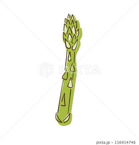 Asparagus green sprout icon in line art style. Vegetable, cooking ingredient. Vector illustration isolated on a white background. Asparagus green sprout icon in line art style. Vegetable, cooking ingredient. Vector illustration isolated on a white background. 116914748