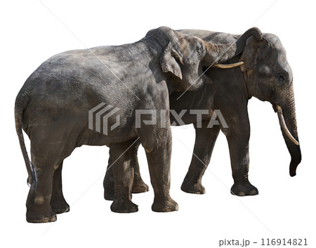 Two adult elephants playing with each other on isolated background Two adult elephants playing with each other on isolated background 116914821