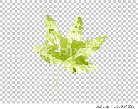 Single watercolor green maple leaf. Leaf imprint with aquarelle splash, stain. Forest plant, woodland. Floral illustration. Botanical element for posters, texture, frame, cards 116914859