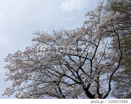 青梅の桜 青梅の桜 116915388