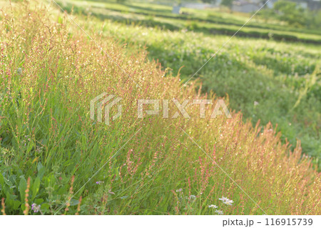 北杜市白州町、田んぼの土手のスイバの花 116915739