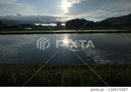 北杜市白州町の田植えの済んだ田んぼに朝日が当たる 北杜市白州町の田植えの済んだ田んぼに朝日が当たる 116915897