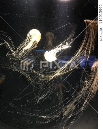 神秘的なクラゲ 116915960