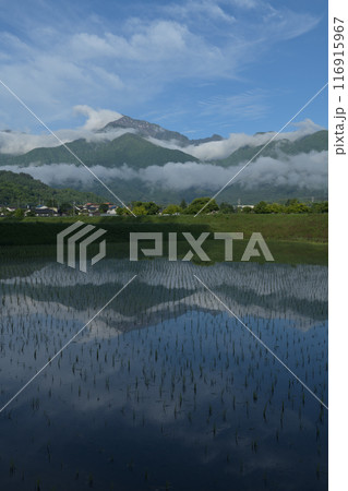 北杜市白州町の田植えの済んだ水田に映る雲湧く南アルプス甲斐駒ケ岳 116915967