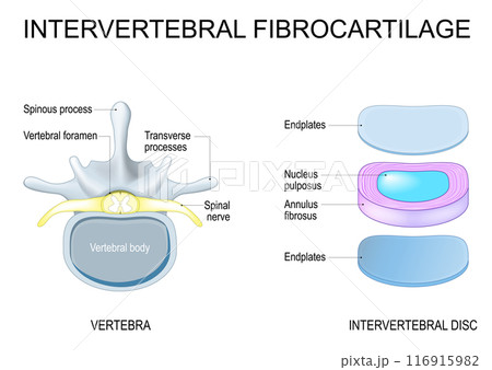 Intervertebral disc structure. Vertebra anatomy. Spinal Column 116915982
